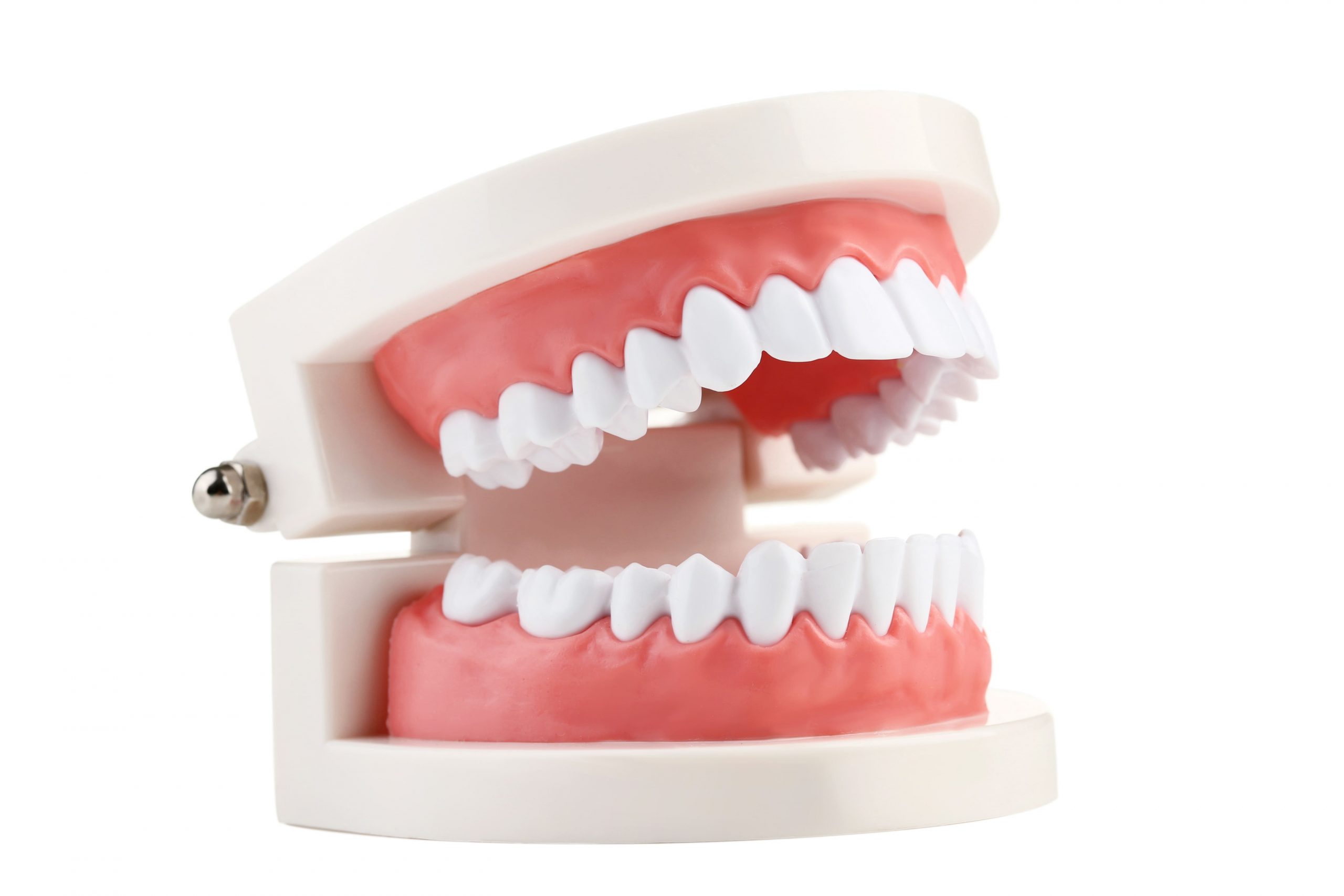 nombres de los dientes y sus funciones - clínica la victoria