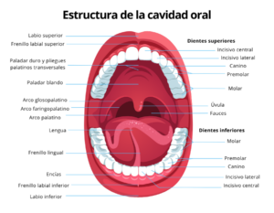 Tipos de dientes